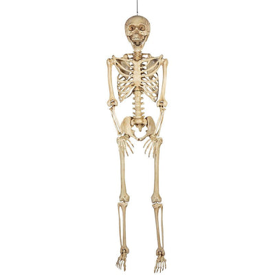 Premium 165CM Life Size Poseable Human Skeleton Props For Halloween - Avionnti