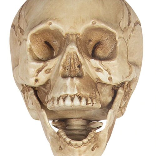 Premium 165CM Life Size Poseable Human Skeleton Props For Halloween - Avionnti